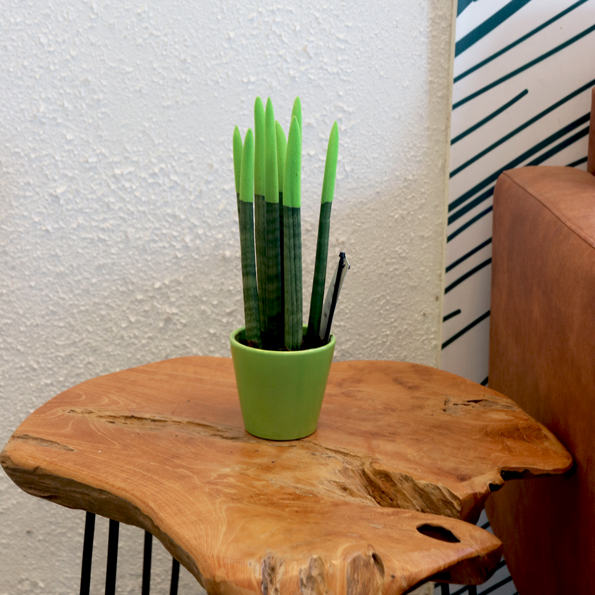 Sanseviera cilindrică - Sansevieria cylindrica - Înălţime 20-40cm - ⌀9cm