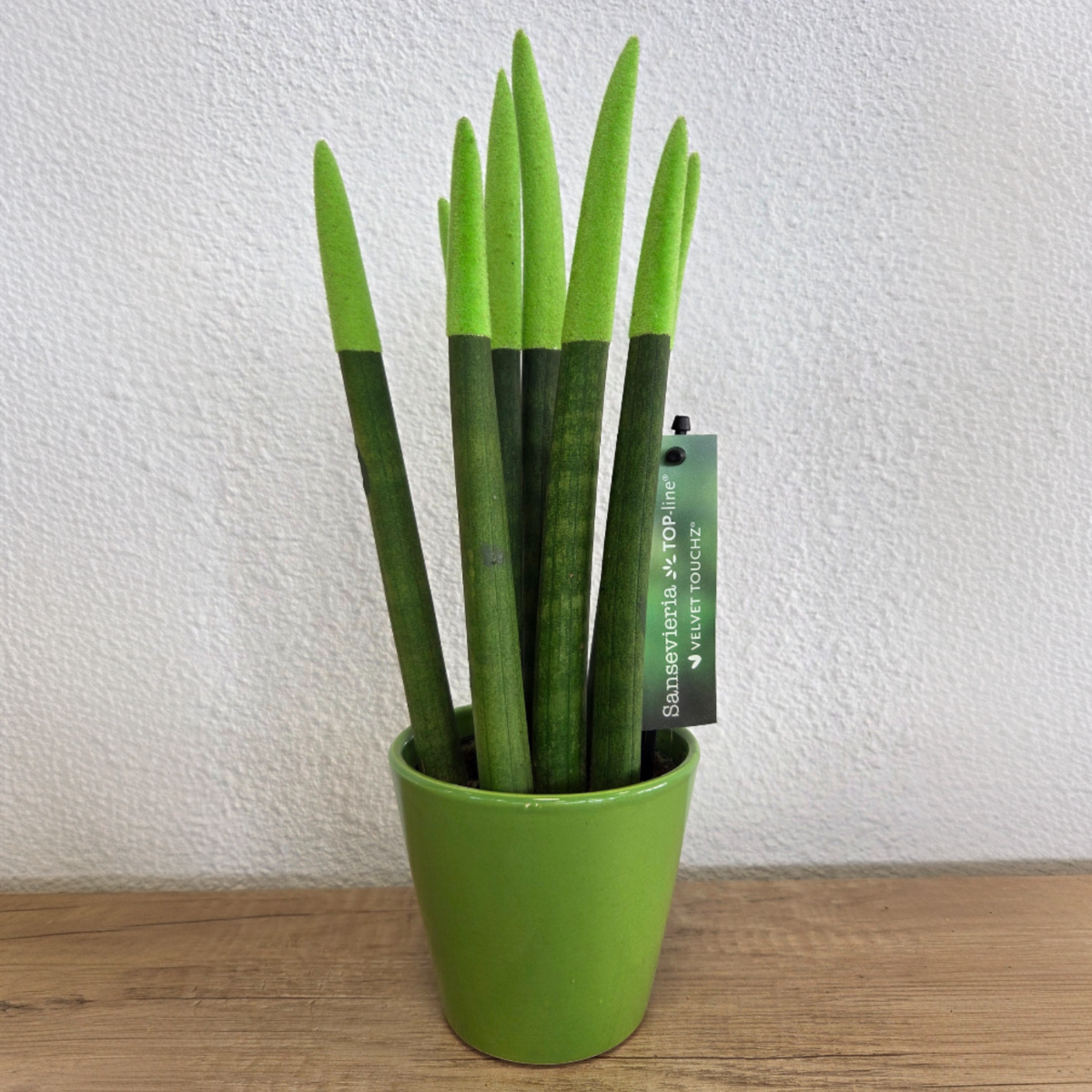 Sanseviera cilindrică - Sansevieria cylindrica - Înălţime 20-40cm - ⌀9cm