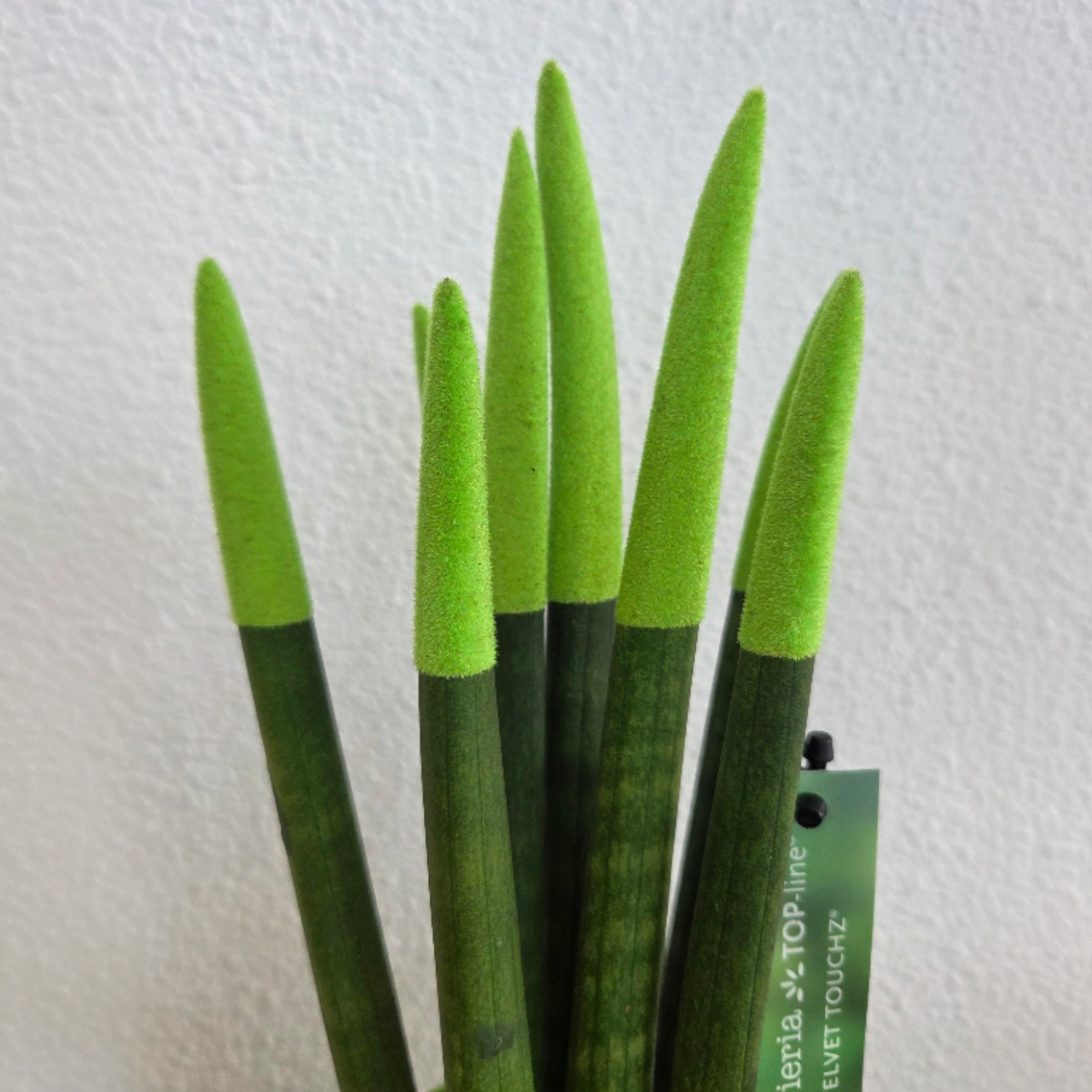 Sanseviera cilindrică - Sansevieria cylindrica - Înălţime 20-40cm - ⌀9cm