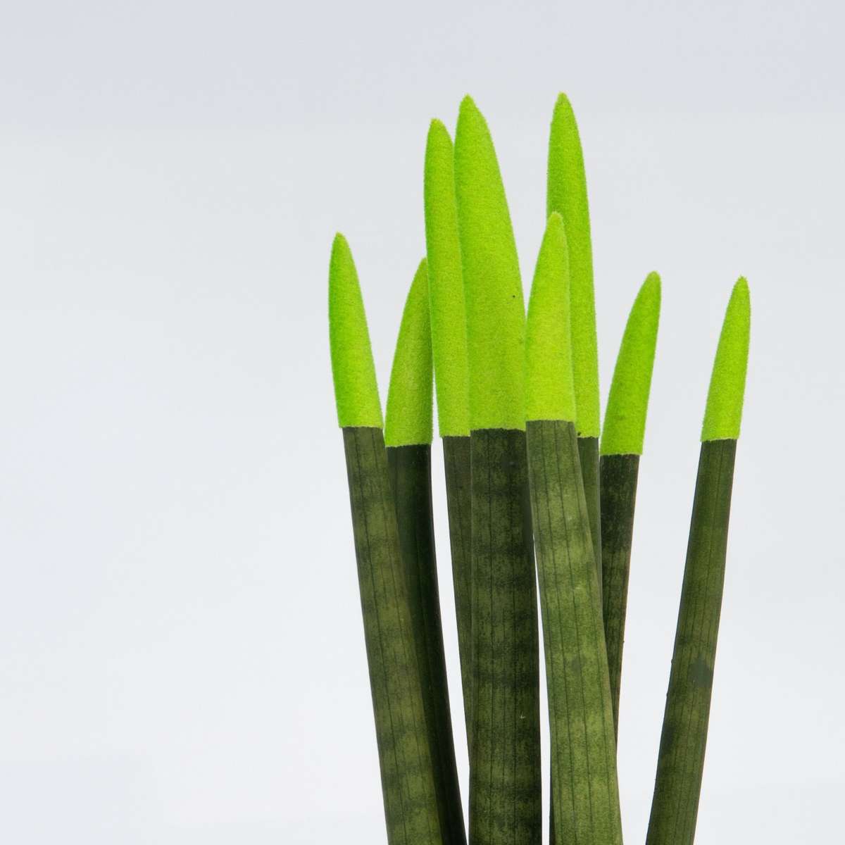 Sanseviera cilindrică - Sansevieria cylindrica - Înălţime 20-40cm - ⌀9cm