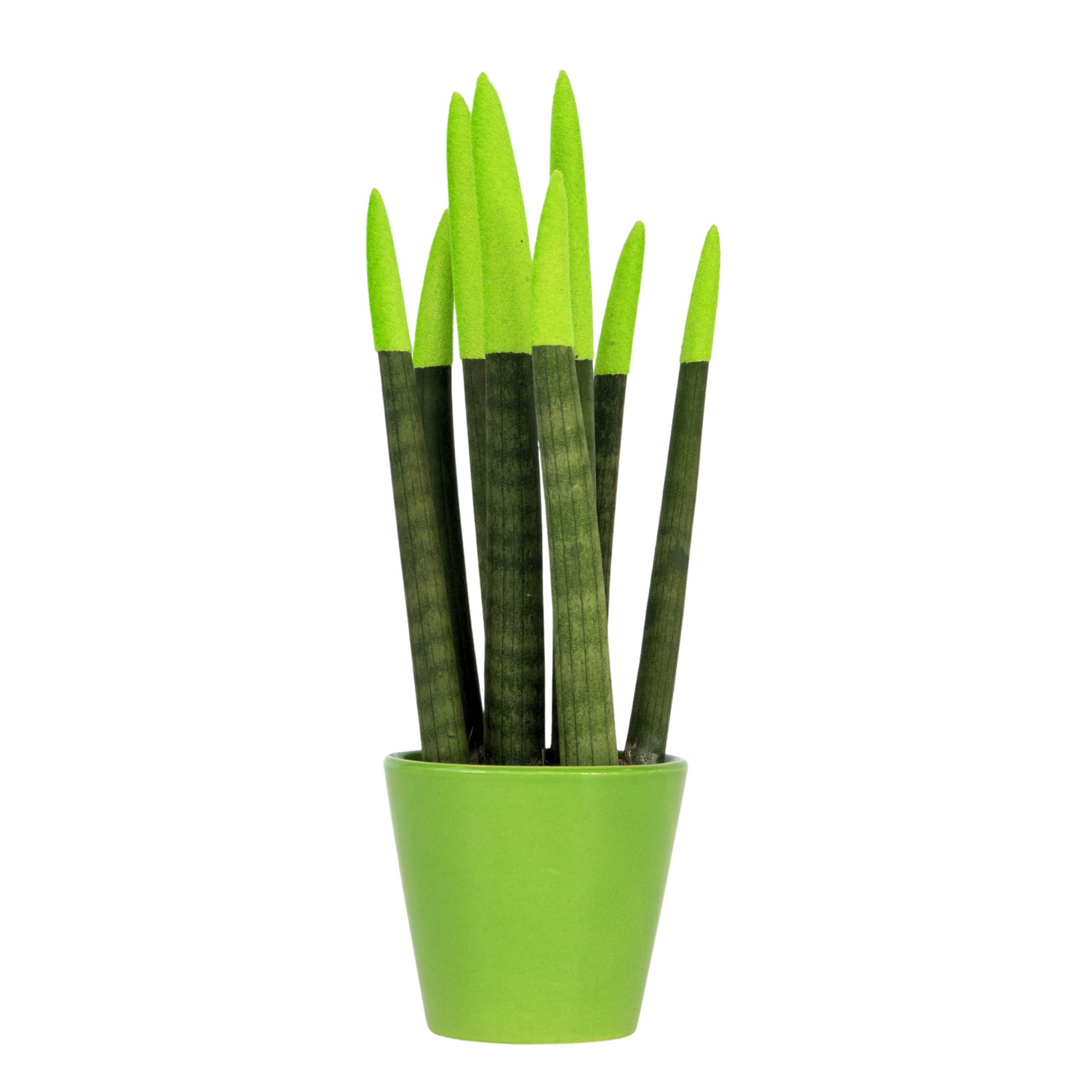 Sanseviera cilindrică - Sansevieria cylindrica - Înălţime 20-40cm - ⌀9cm
