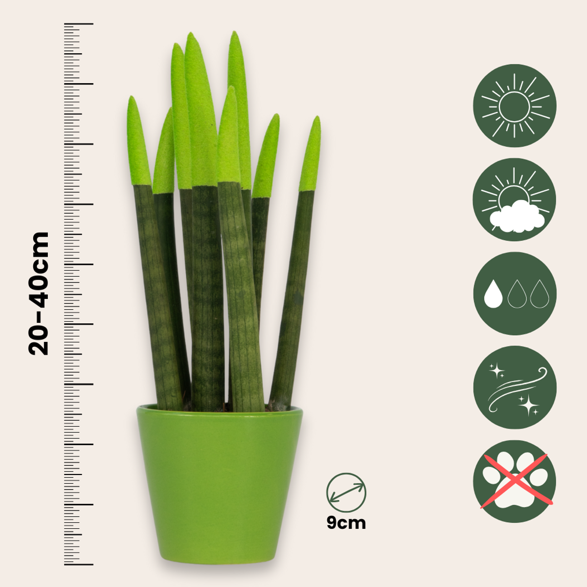 Sanseviera cilindrică - Sansevieria cylindrica - Înălţime 20-40cm - ⌀9cm