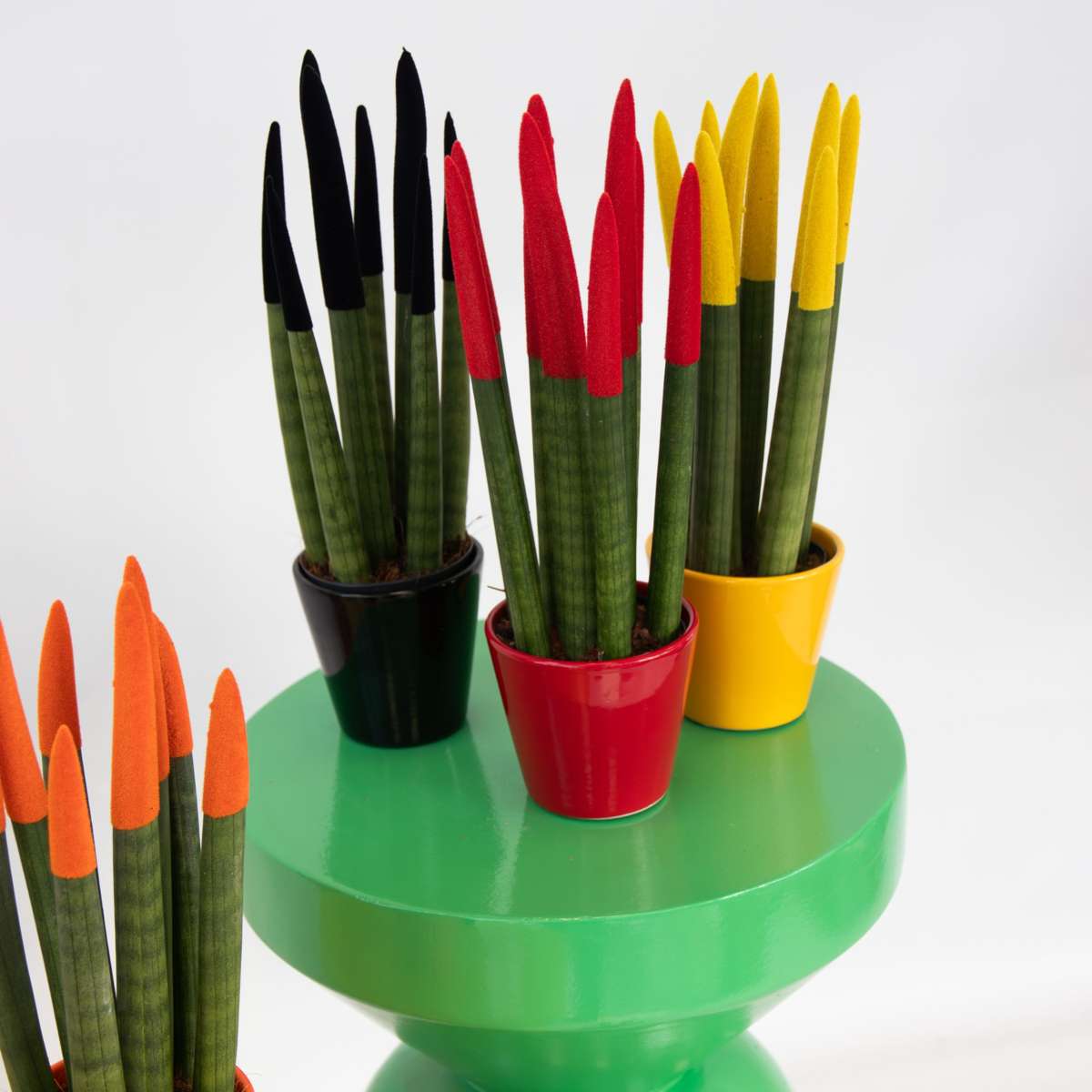 Sanseviera cilindrică - 3 buc - Sansevieria cylindrica - Înălţime 20-40cm - ⌀9cm