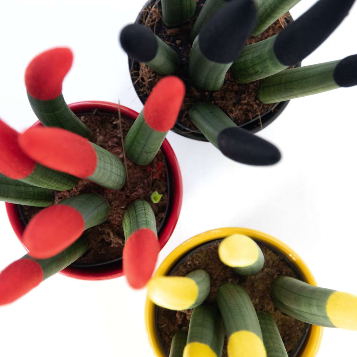 Sanseviera cilindrică - 3 buc - Sansevieria cylindrica - Înălţime 20-40cm - ⌀9cm