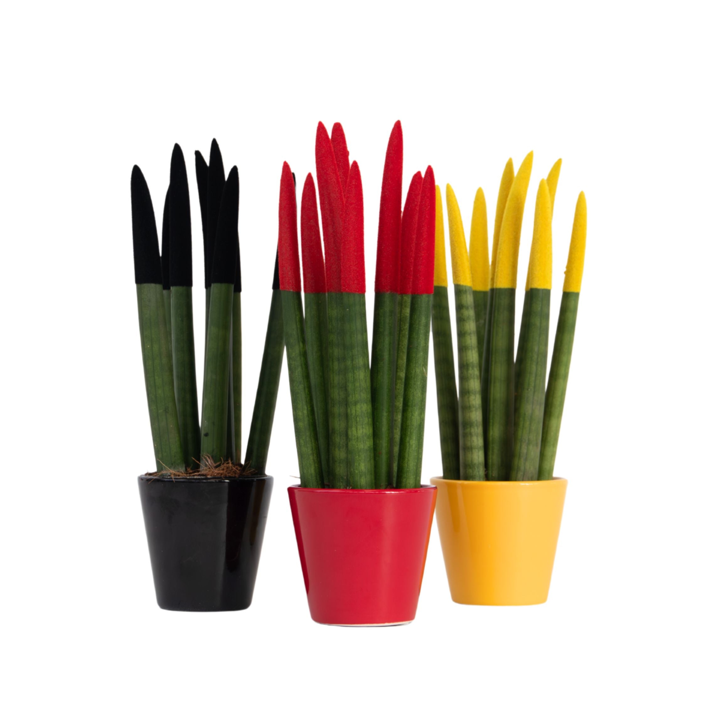 Sanseviera cilindrică - 3 buc - Sansevieria cylindrica - Înălţime 20-40cm - ⌀9cm