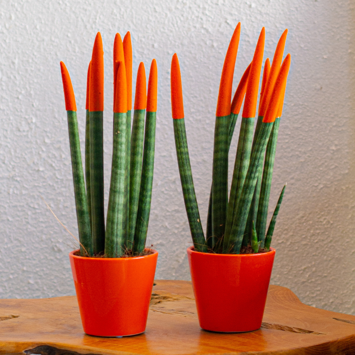 Sanseviera cilindrică - 2 buc - Sansevieria cylindrica - Înălţime 20-40cm - ⌀9cm