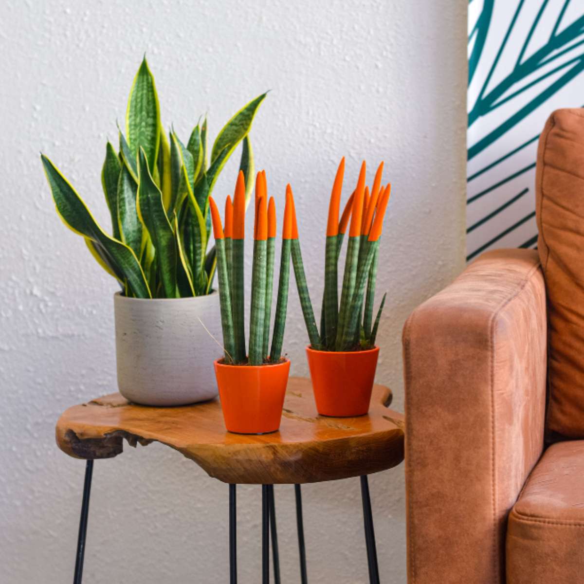 Sanseviera cilindrică - 2 buc - Sansevieria cylindrica - Înălţime 20-40cm - ⌀9cm