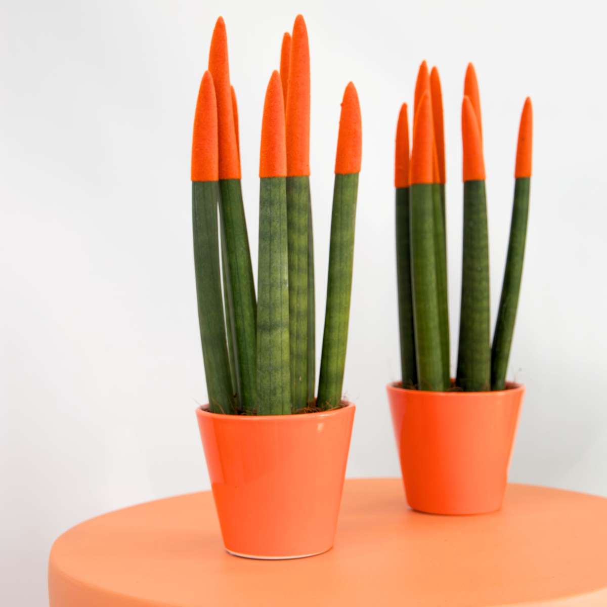 Sanseviera cilindrică - 2 buc - Sansevieria cylindrica - Înălţime 20-40cm - ⌀9cm