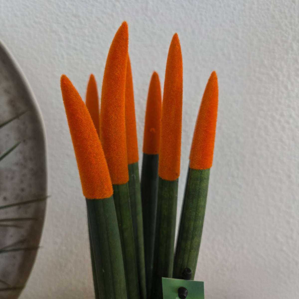 Sanseviera cilindrică - 2 buc - Sansevieria cylindrica - Înălţime 20-40cm - ⌀9cm