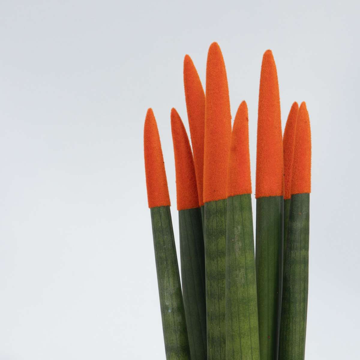 Sanseviera cilindrică - 2 buc - Sansevieria cylindrica - Înălţime 20-40cm - ⌀9cm