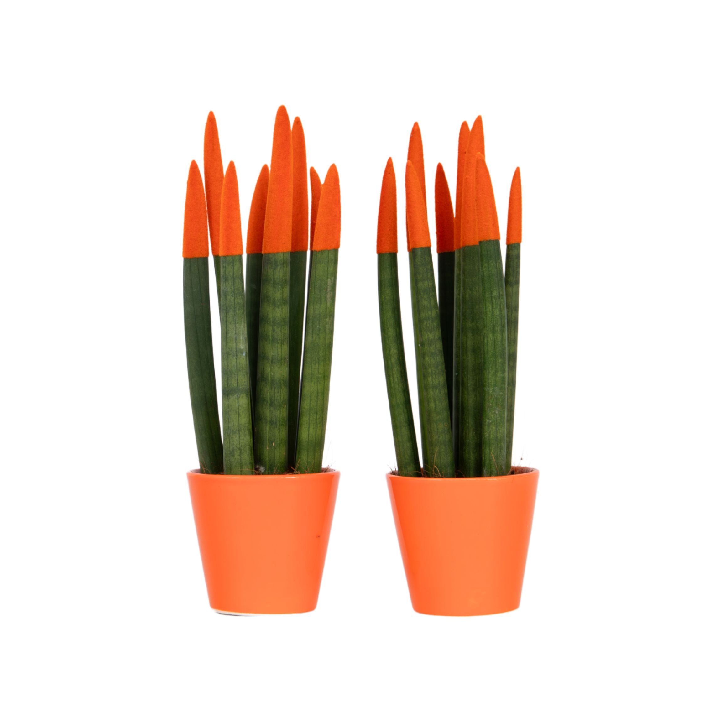 Sanseviera cilindrică - 2 buc - Sansevieria cylindrica - Înălţime 20-40cm - ⌀9cm