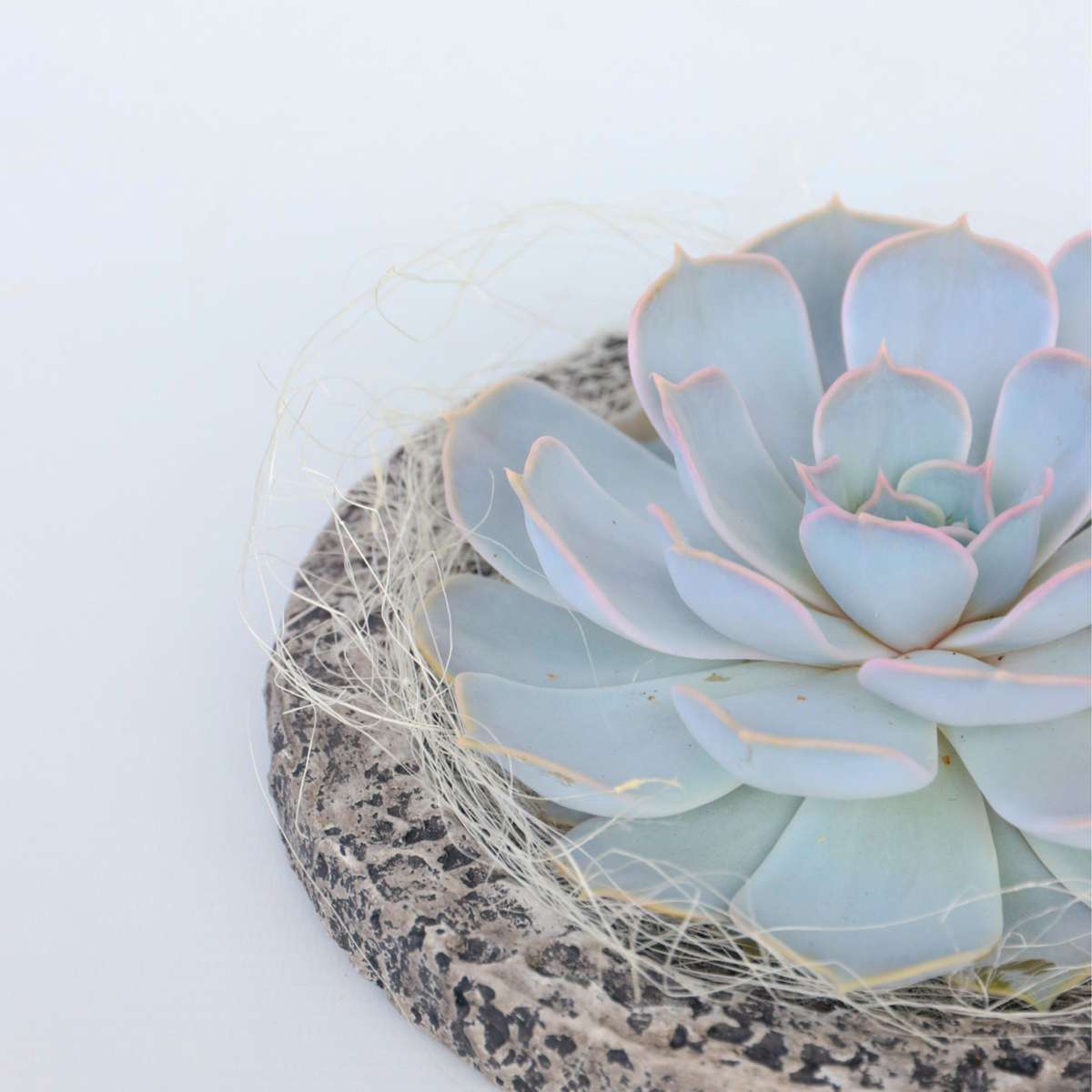 Echeveria Koala Bowl - Echeveria lilacina - Înălţime 8cm