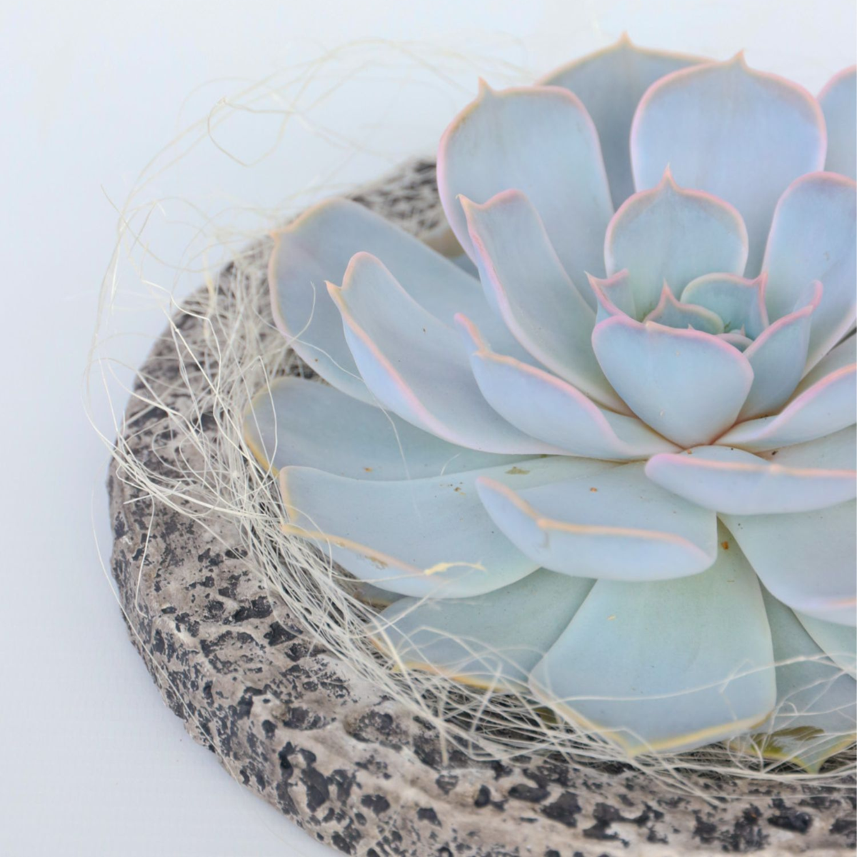 Echeveria Koala Bowl - Echeveria lilacina - Înălţime 8cm
