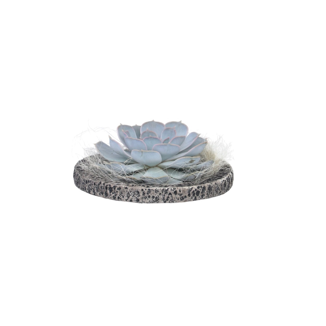 Echeveria Koala Bowl - Echeveria lilacina - Înălţime 8cm