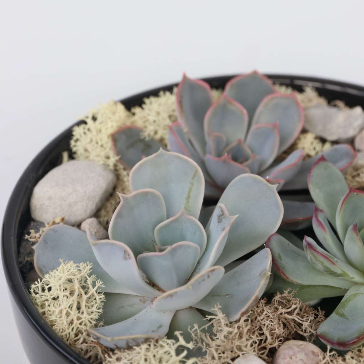Echeveria Garden Mix Negru - Echeveria lilacina - Înălţime 8cm