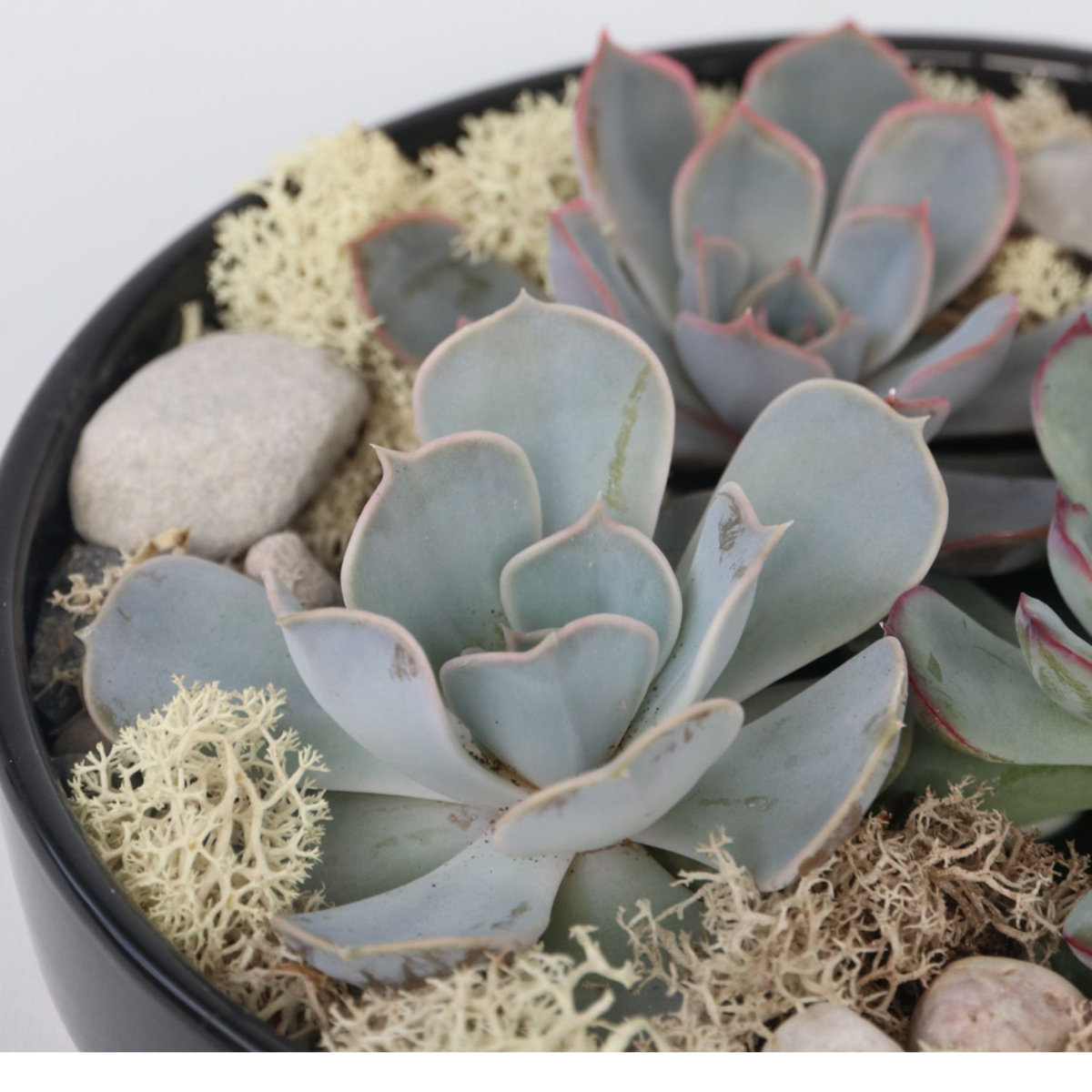 Echeveria Garden Mix Negru - Echeveria lilacina - Înălţime 8cm