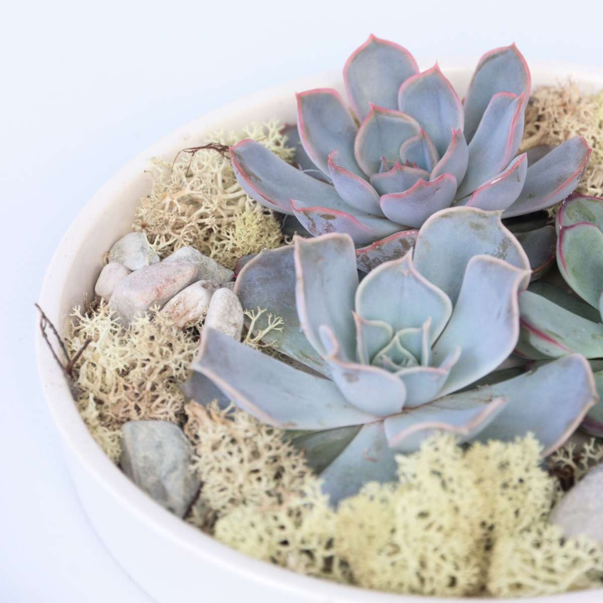 Echeveria Garden Mix Alb - Echeveria lilacina - Înălţime 8cm