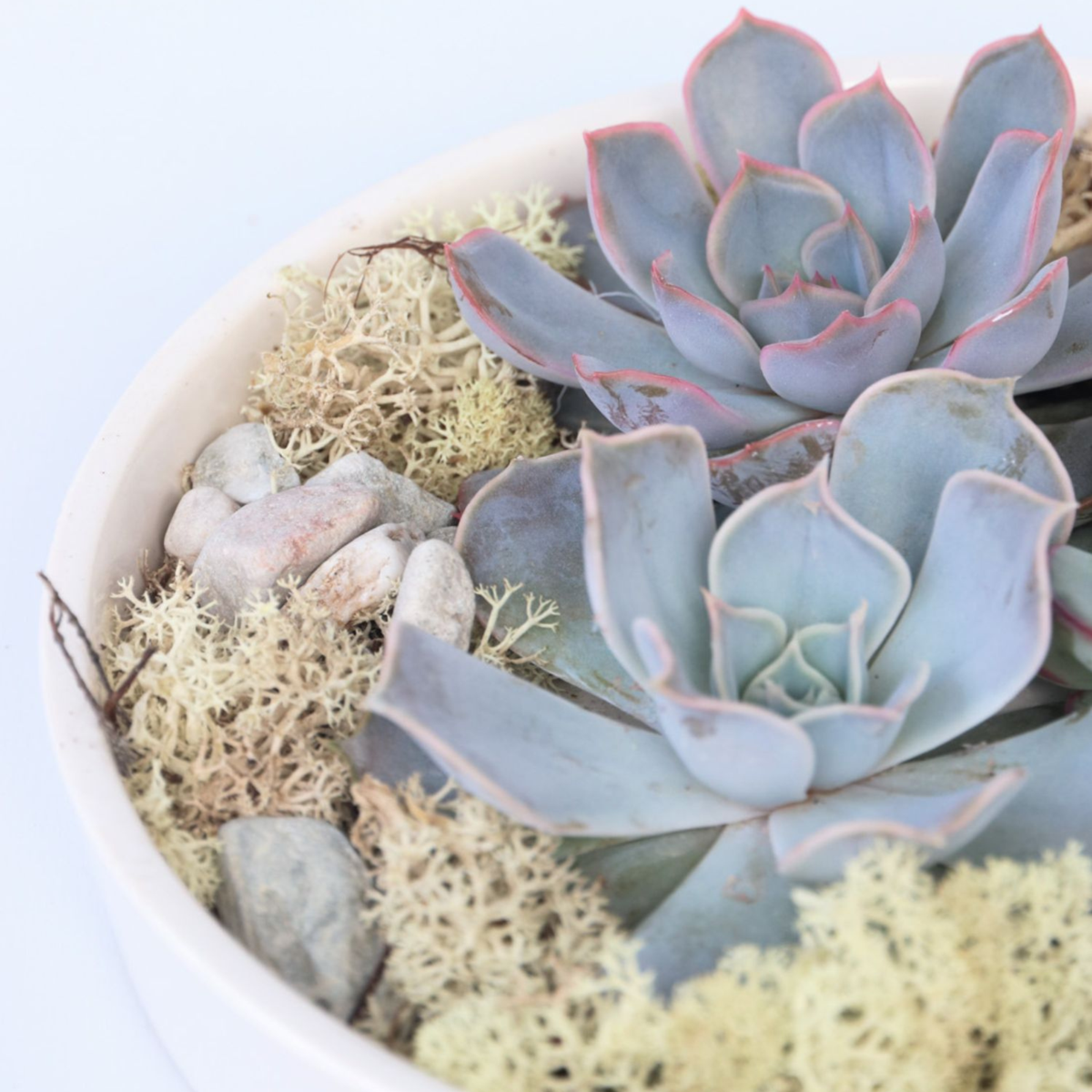 Echeveria Garden Mix Alb - Echeveria lilacina - Înălţime 8cm