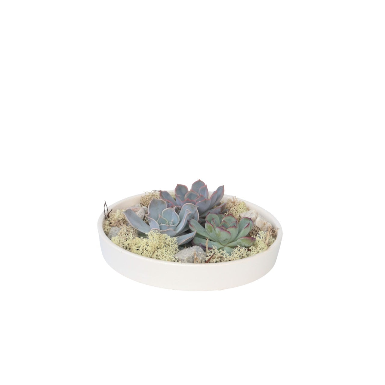 Echeveria Garden Mix Alb - Echeveria lilacina - Înălţime 8cm