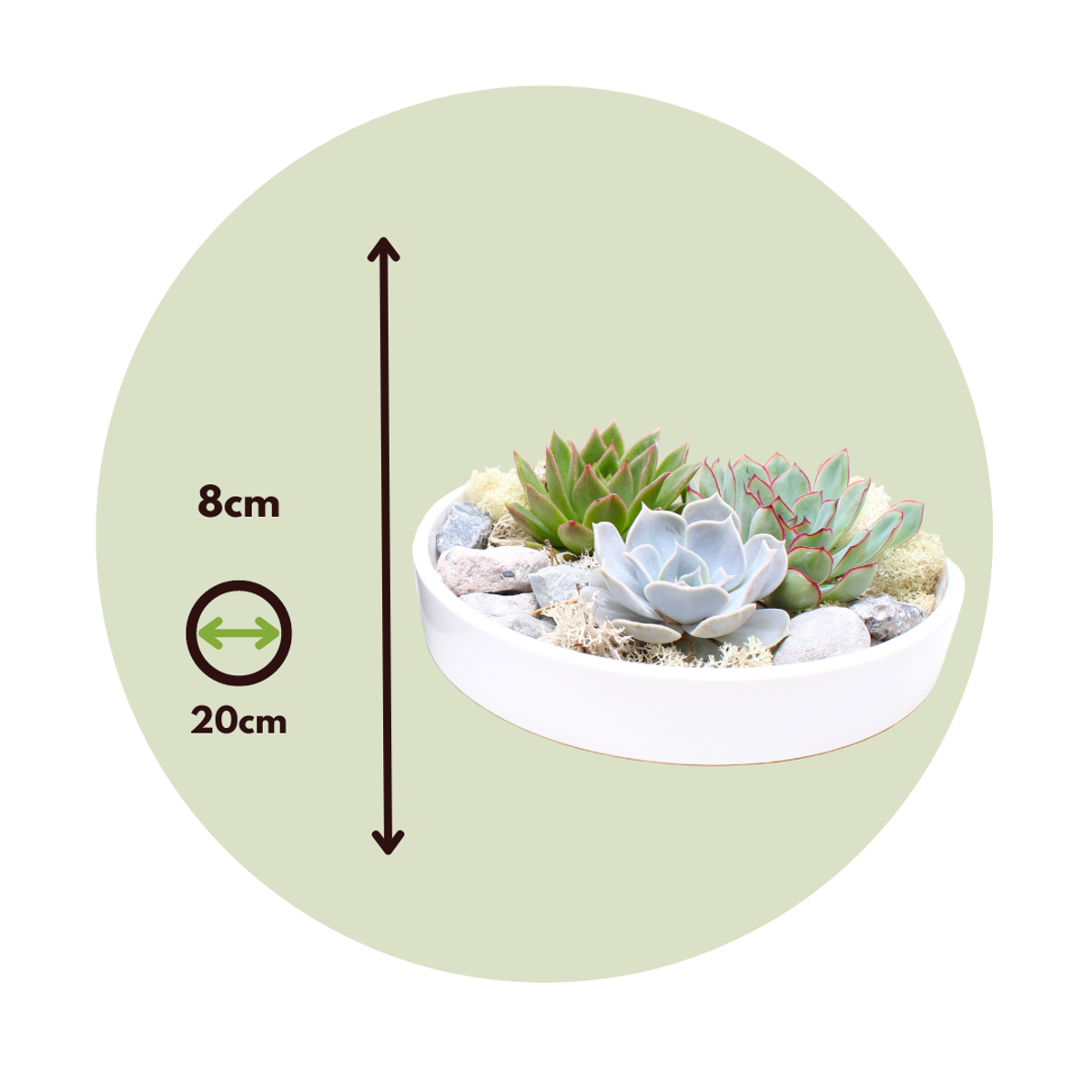 Echeveria Garden Mix Alb - Echeveria lilacina - Înălţime 8cm