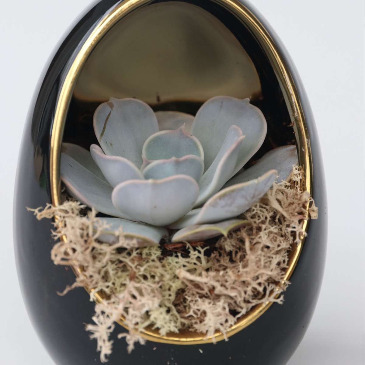 Echeveria în ou decorativ - 2 buc - Echeveria lilacina - Înălţime 12cm