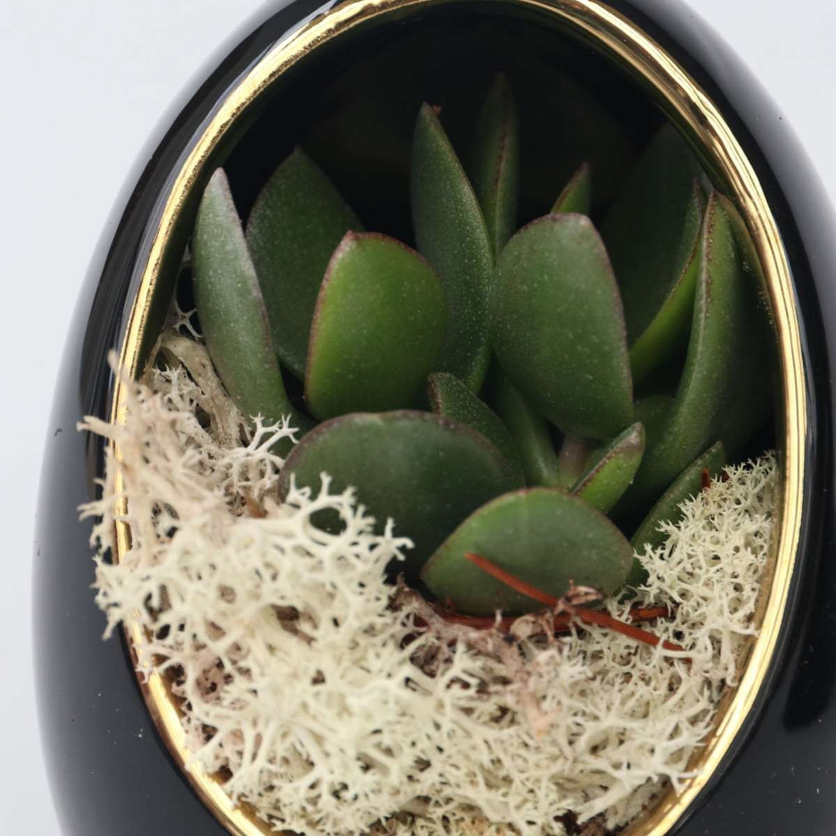Echeveria în ou decorativ - 2 buc - Echeveria lilacina - Înălţime 12cm