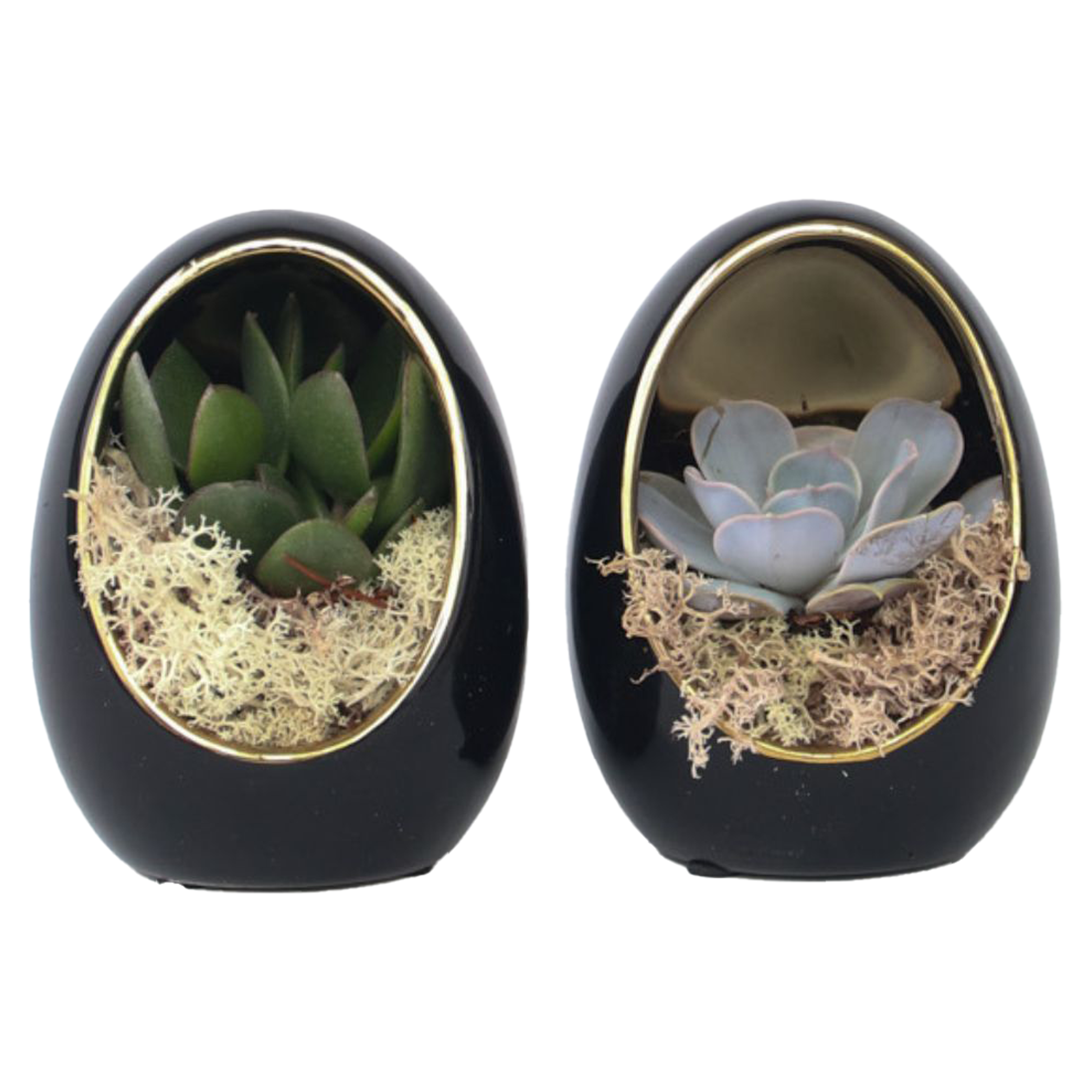 Echeveria în ou decorativ - 2 buc - Echeveria lilacina - Înălţime 12cm