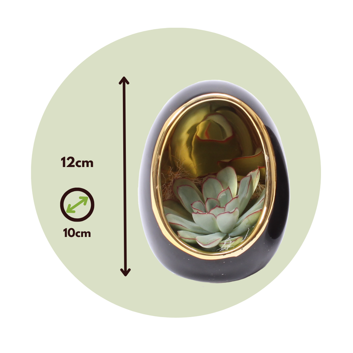 Echeveria în ou decorativ - 2 buc - Echeveria lilacina - Înălţime 12cm