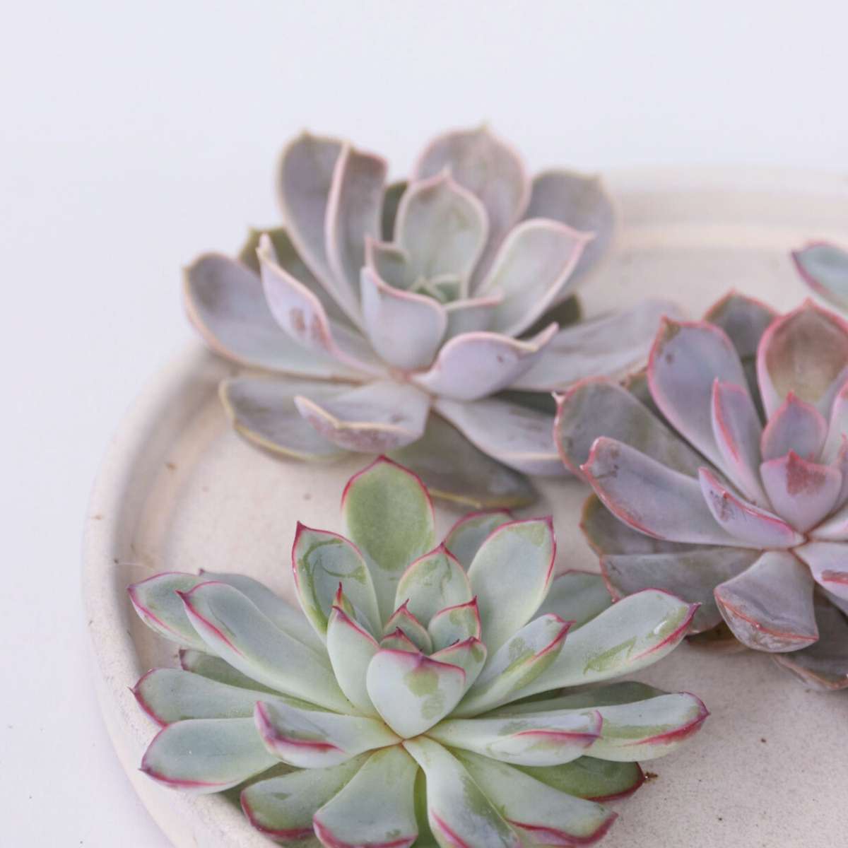 Echeveria DIY Inel de metal negru - 5 buc - Echeveria lilacina - Înălţime 7cm