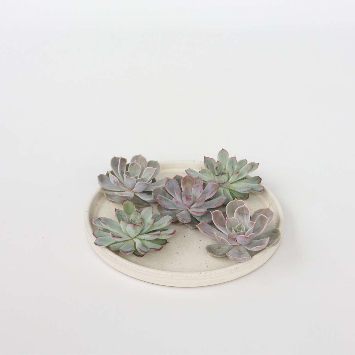 Echeveria DIY Inel de metal negru - 5 buc - Echeveria lilacina - Înălţime 7cm