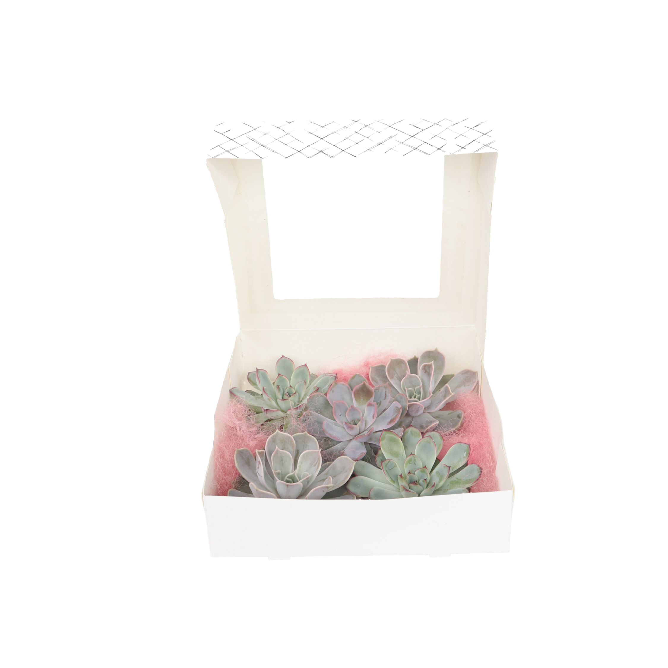 Echeveria DIY Inel de metal negru - 5 buc - Echeveria lilacina - Înălţime 7cm