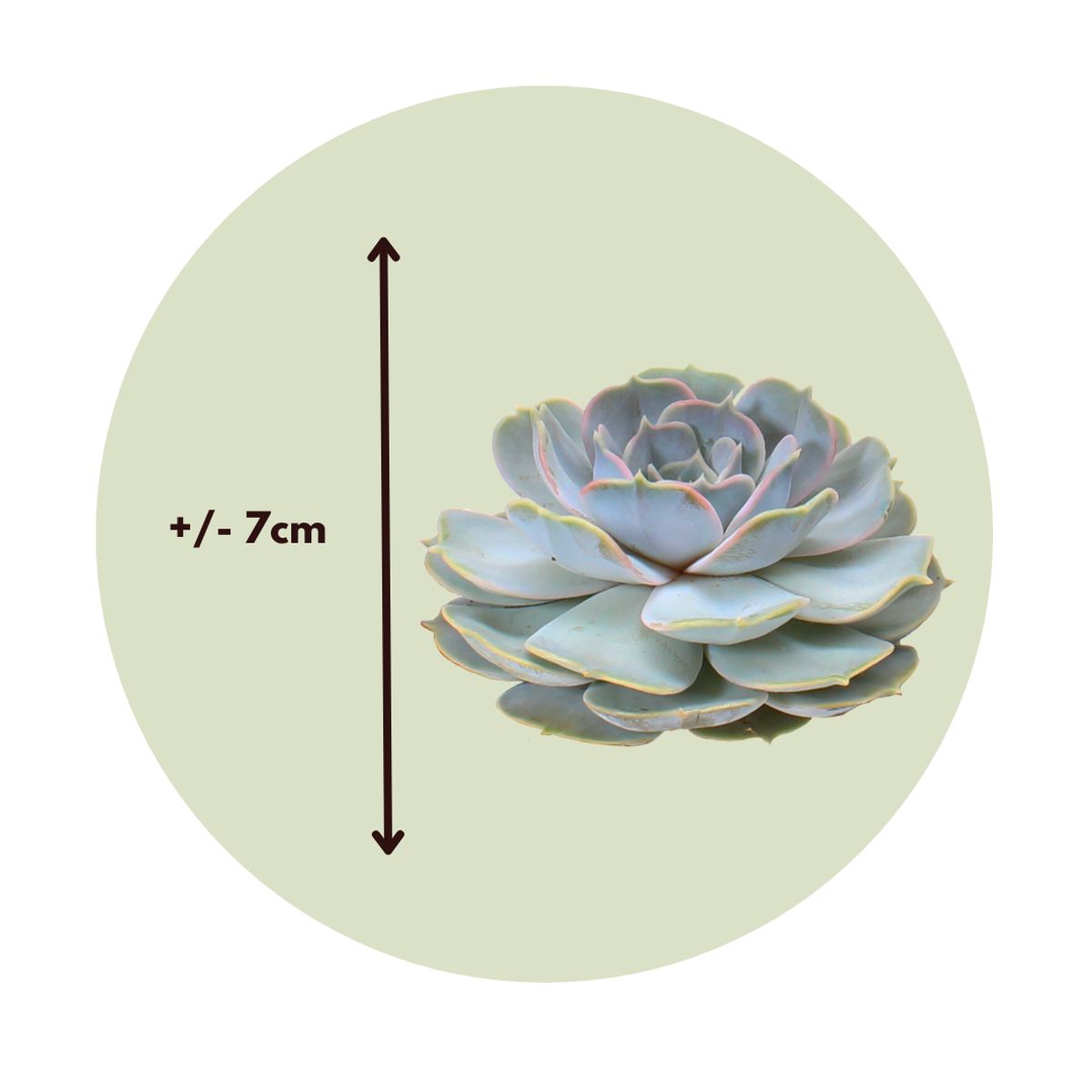 Echeveria DIY Inel de metal negru - 5 buc - Echeveria lilacina - Înălţime 7cm