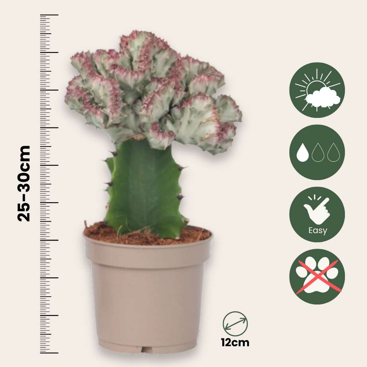 Cactus Coral - 2 buc - Euphorbia 'Lactea' - Înălţime 25-30cm - ⌀12cm