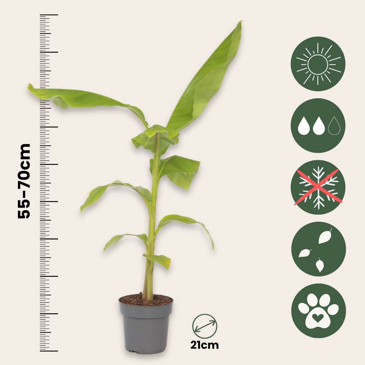 Banan japonez - Musa basjoo - Înălţime 55-70cm - ⌀21cm