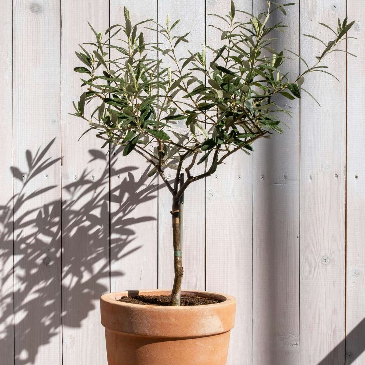Măslin - Olea europaea - Înălţime 80-90cm - ⌀19cm