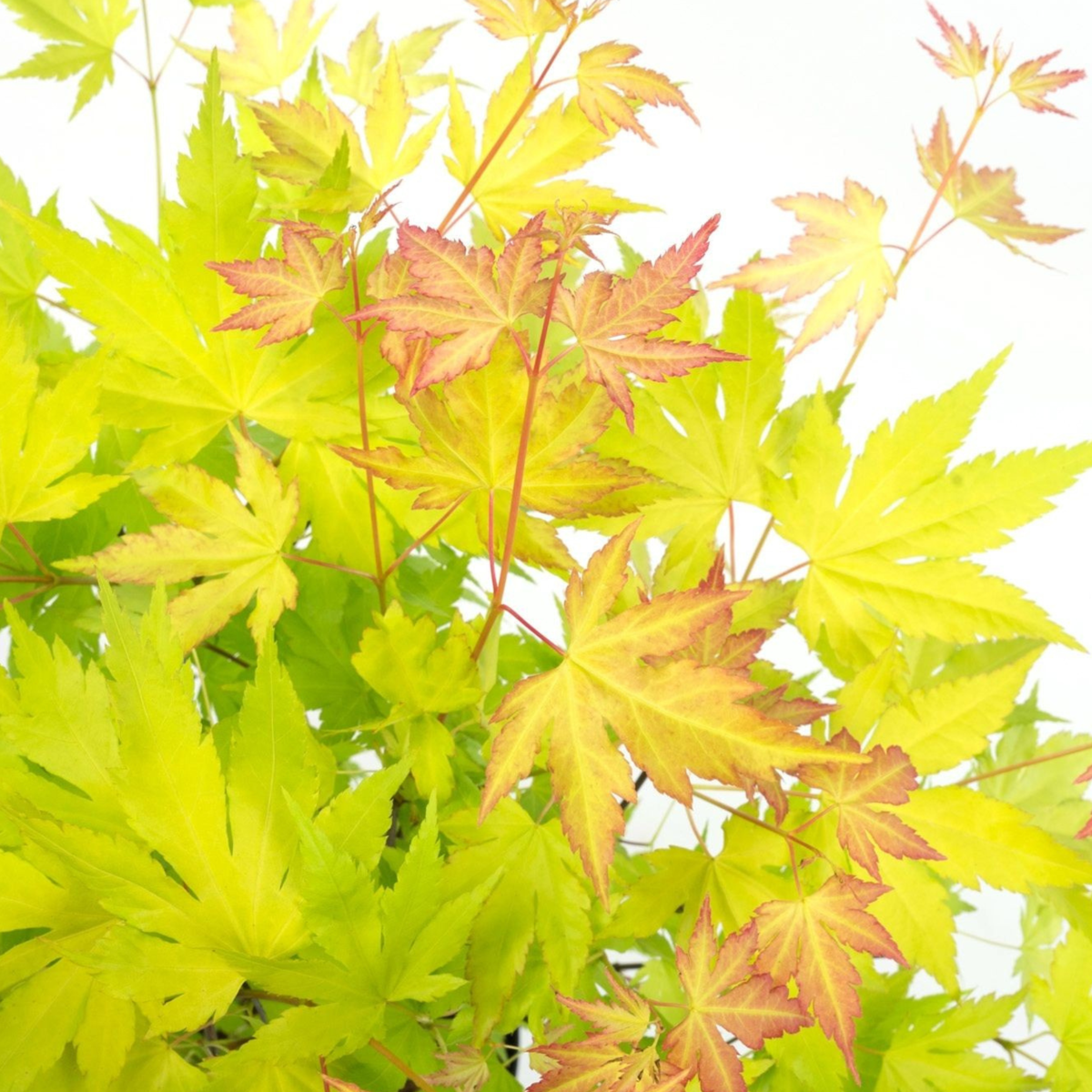 Arțar japonez - Acer palmatum 'Orange Lace' - Înălţime 60-70cm - ⌀19cm