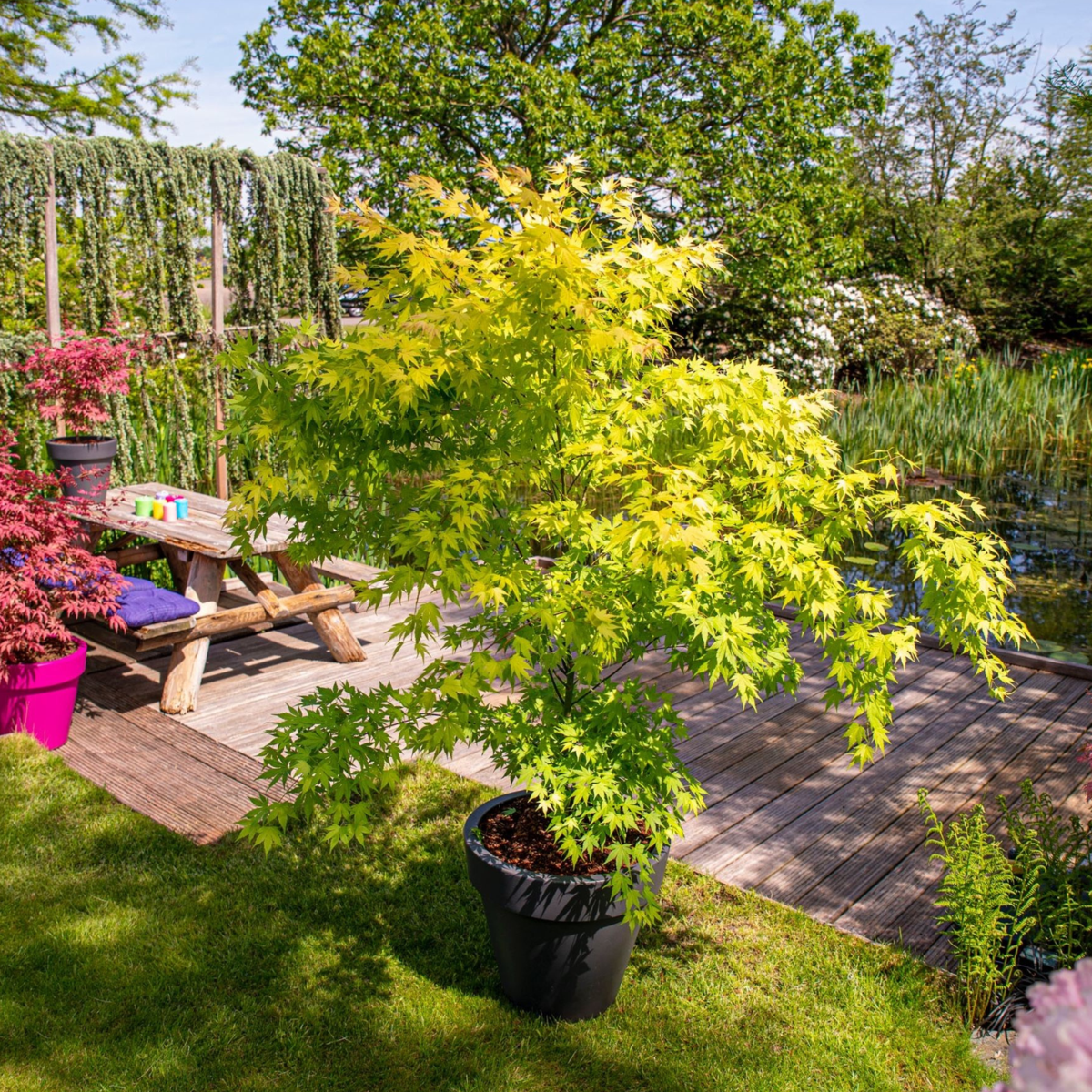 Arțar japonez - 2 buc - Acer palmatum 'Orange Lace' - Înălţime 60-70cm - ⌀19cm