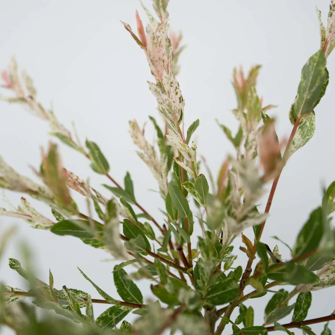 Descoperă frumusețea salciei (Salix)