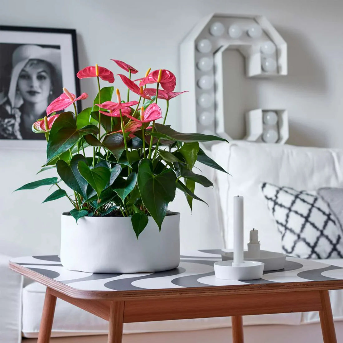 Anthurium – floarea elegantă cu o istorie bogată