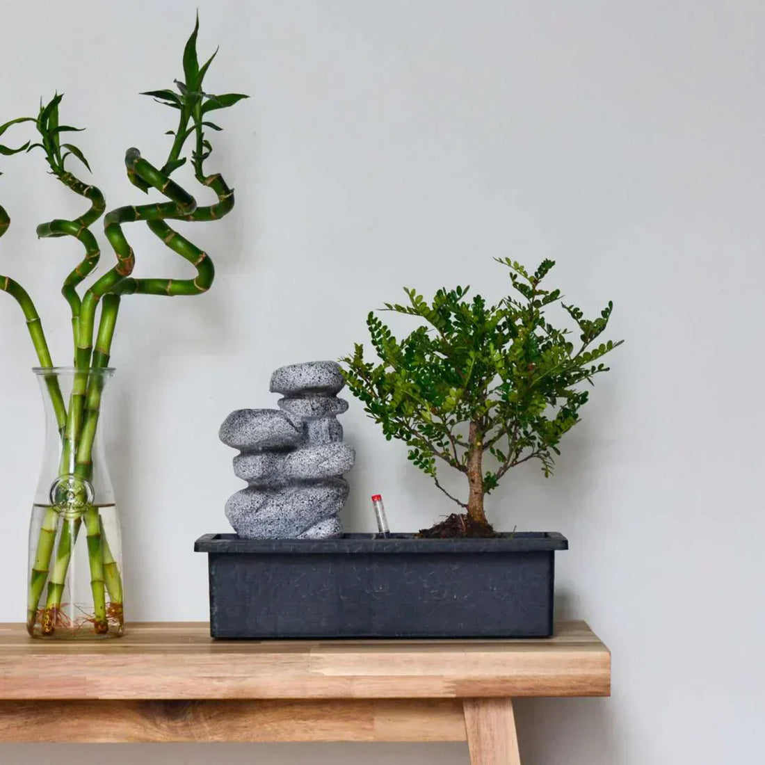 Bonsai în casă: Carmona și Ficus Ginseng – îngrijire și sfaturi