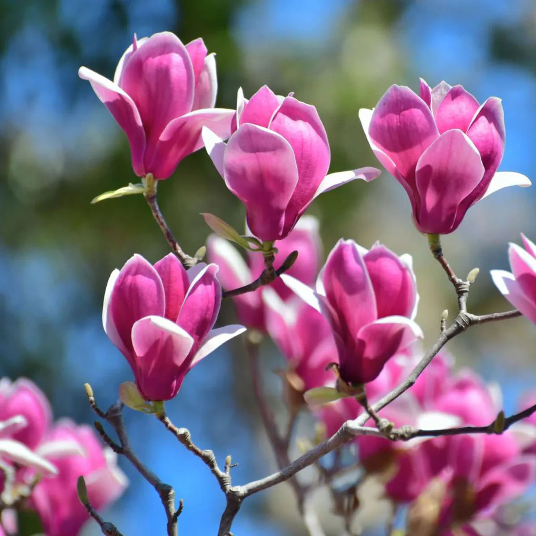 Cum și când se plantează Magnolia?