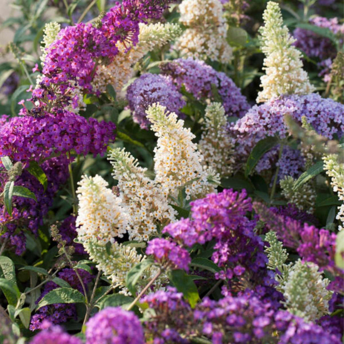 Cum tund liliacul de vară? Sfaturi pentru Buddleja davidii