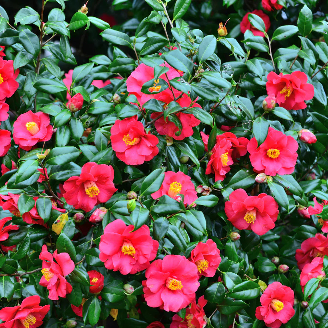 Cum tund Camellia japonica? Sfaturi pentru tăiere și îngrijire