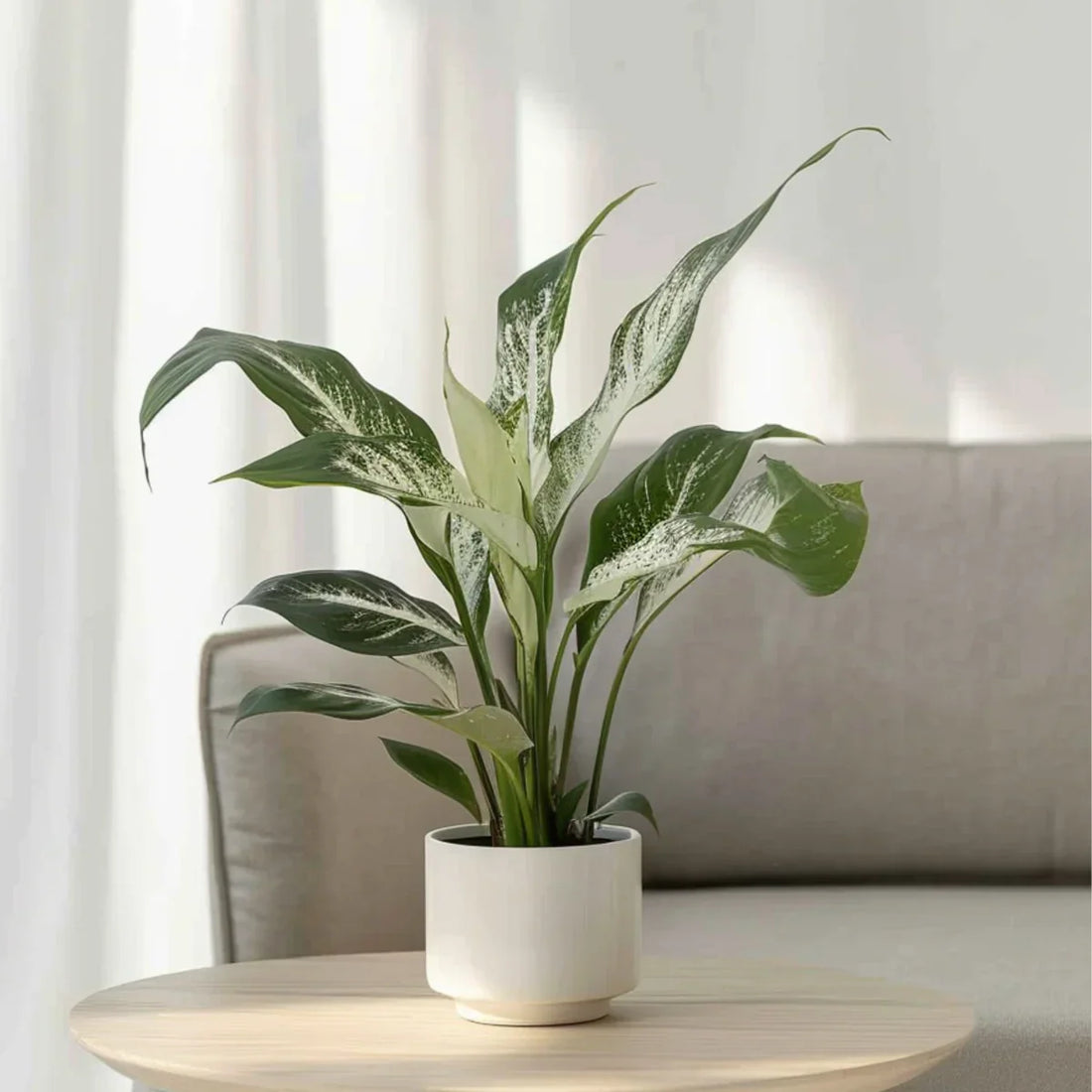 Top 5 plante de apartament care purifică aerul