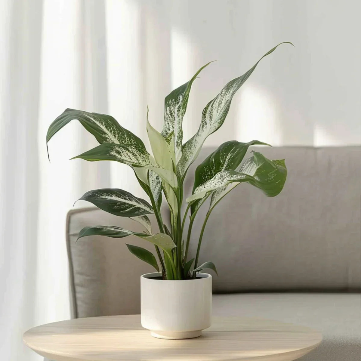 Top 5 plante de apartament care purifică aerul