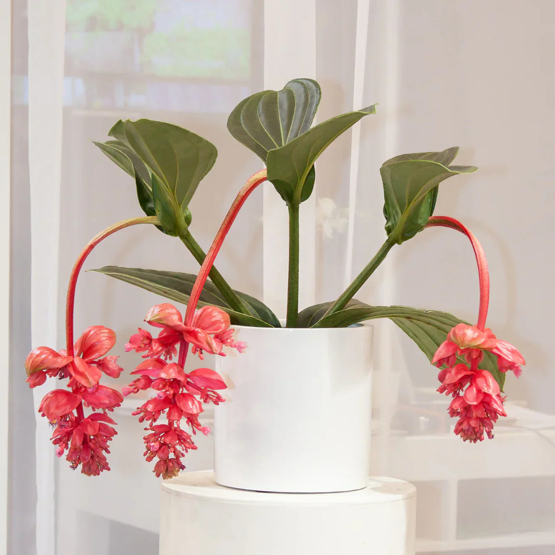 Cum îngrijești plantele de interior cu flori – ghid practic