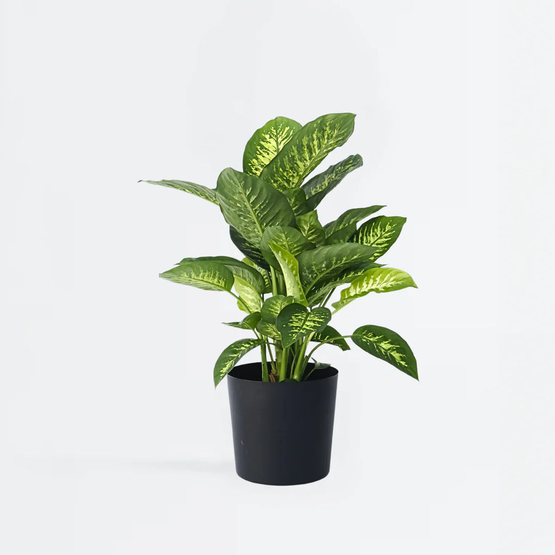 Dieffenbachia: o plantă de apartament cu o notă imperială