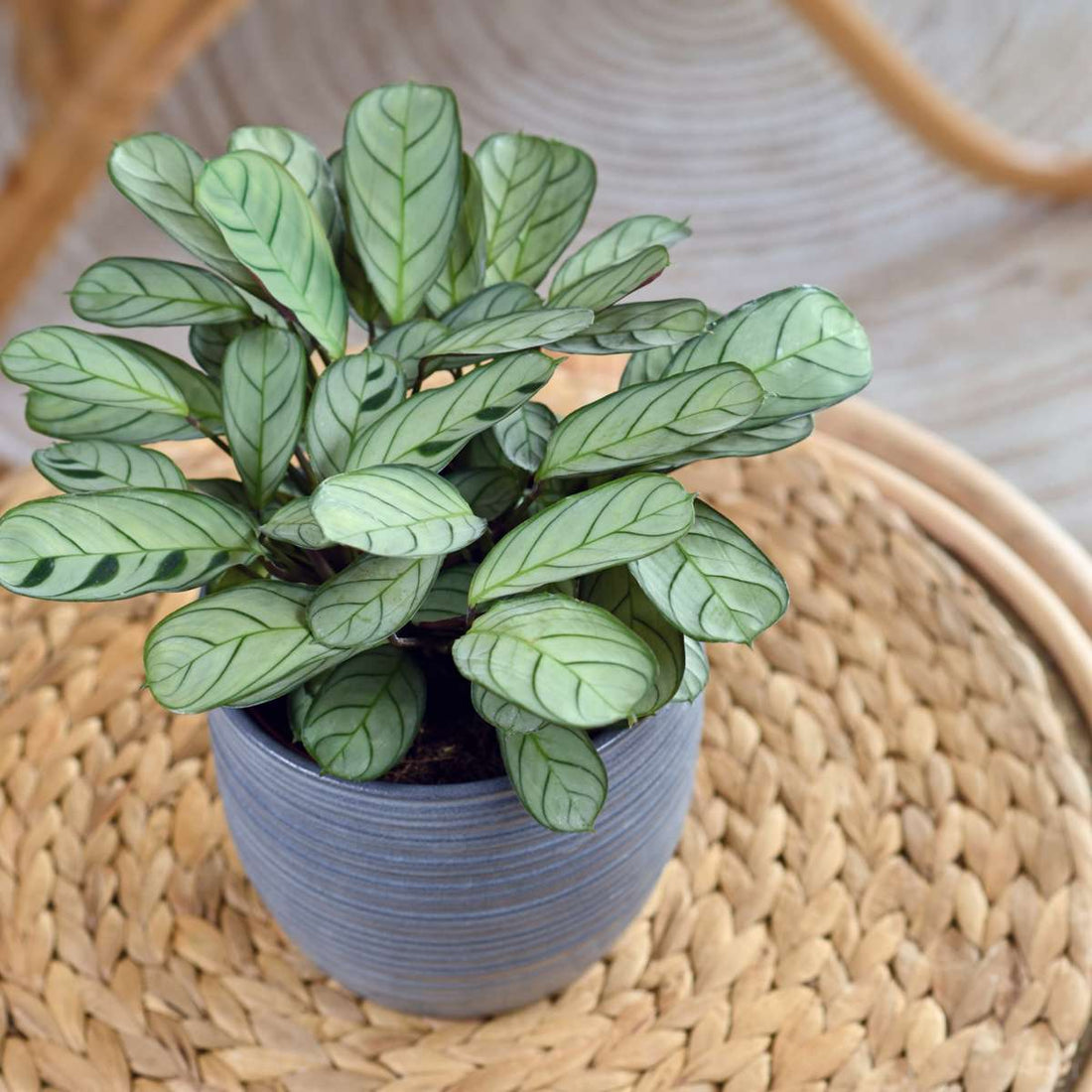 Calathea: frumusețe tropicală în casa ta