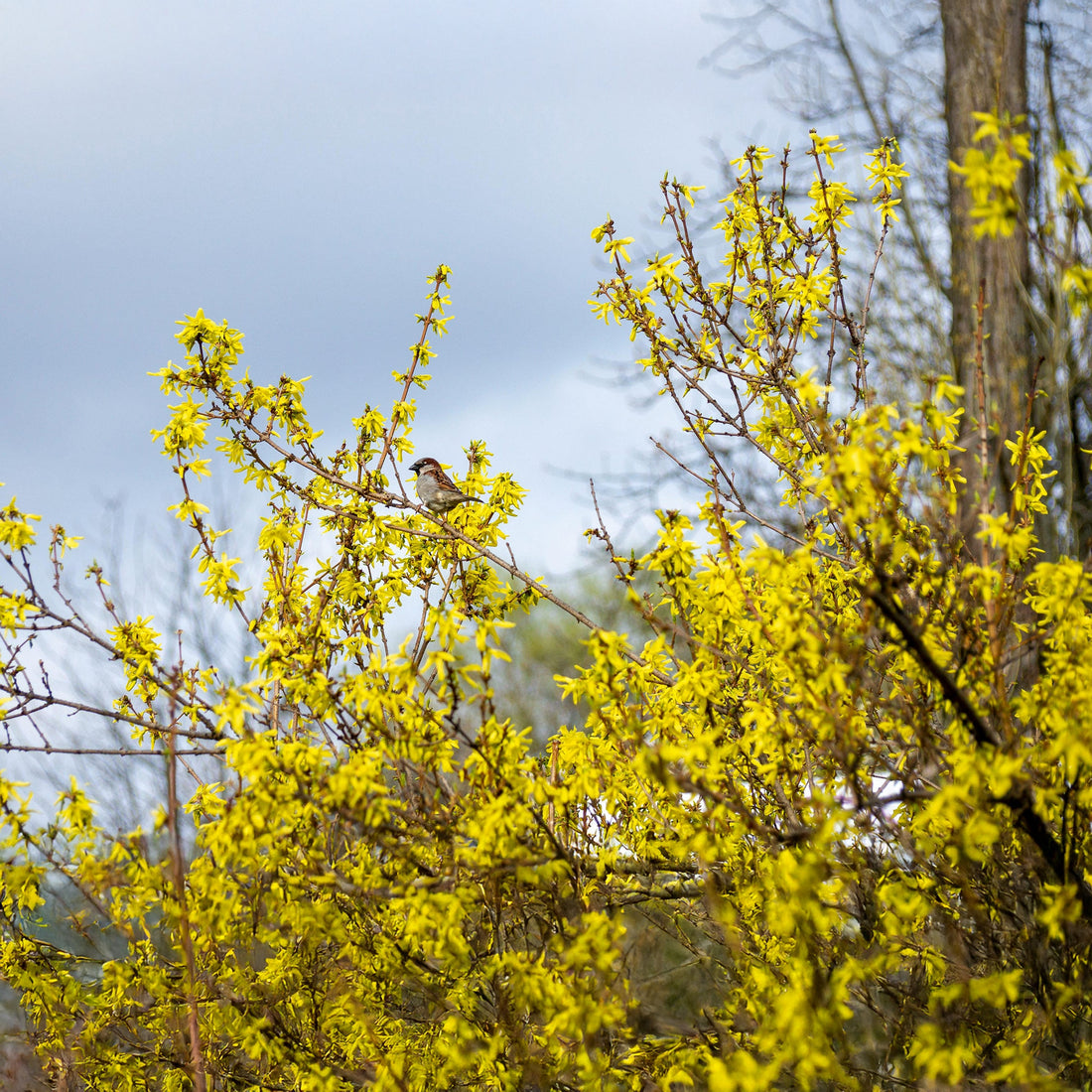 Cum și când se plantează Forsythia?
