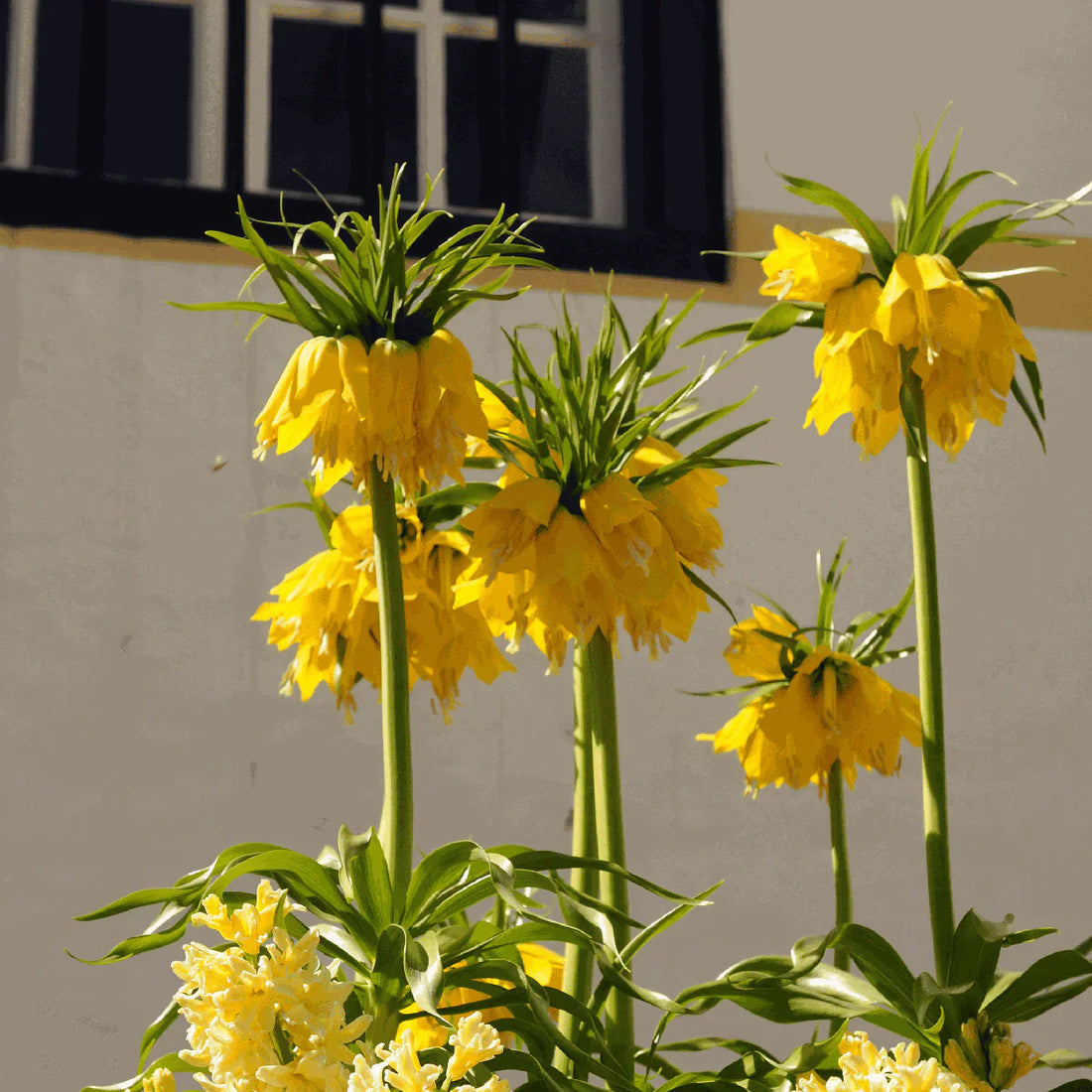 Cum și când se plantează bulbii de Fritillaria?